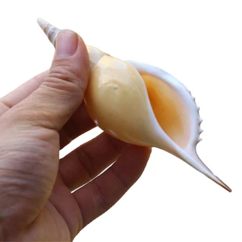  Naravni Conch Lupini Akvarij Dekoracijo Polepšanje Okraski