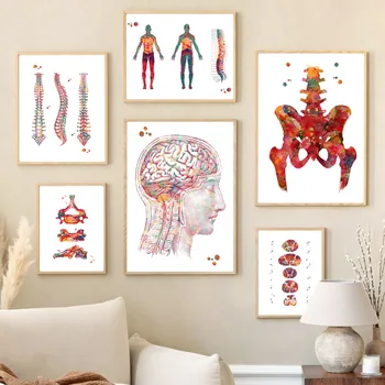  Človeške Hrbtenice Vretenc Orthopedy Anatomija Živčevja Wall Art Platno Slikarstvo Nordijska Plakati In Tiskanje Stenske Slike Za Bolnišnici Dekor